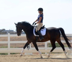 Stephanie Bauer riding Teri Walsh's mare Tango in the Benefit Dressage Clinic with Elizabeth Johnson